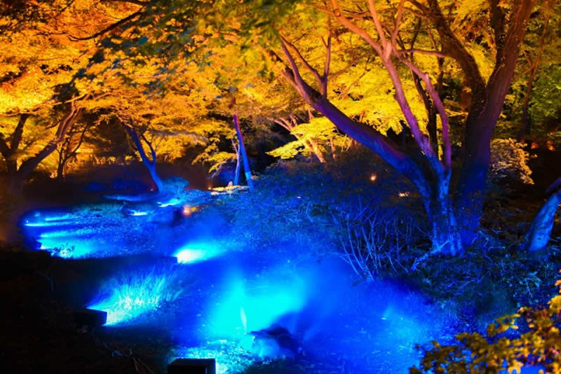 六義園 紅葉ライトアップ 水香江