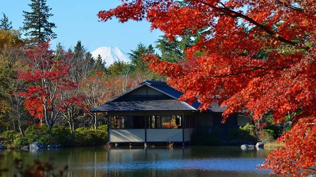 国営昭和記念公園 黄葉紅葉まつり