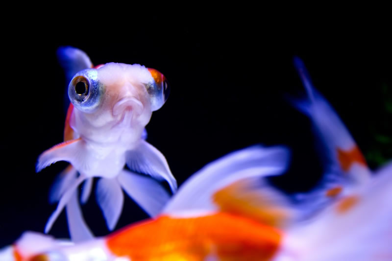 熱帯魚 爬虫類の展示即売会 アクアリウムバス 2019年11月24日浅草で開催