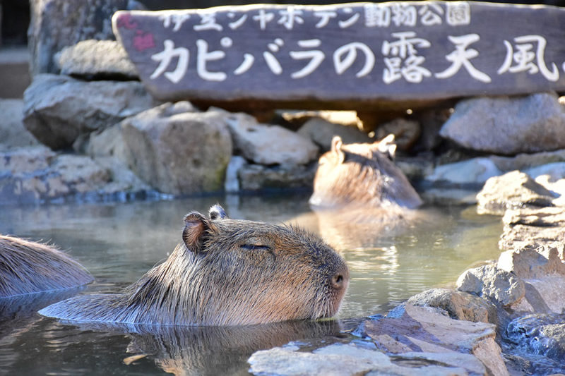 伊豆シャボテン動物公園カピバラ露天風