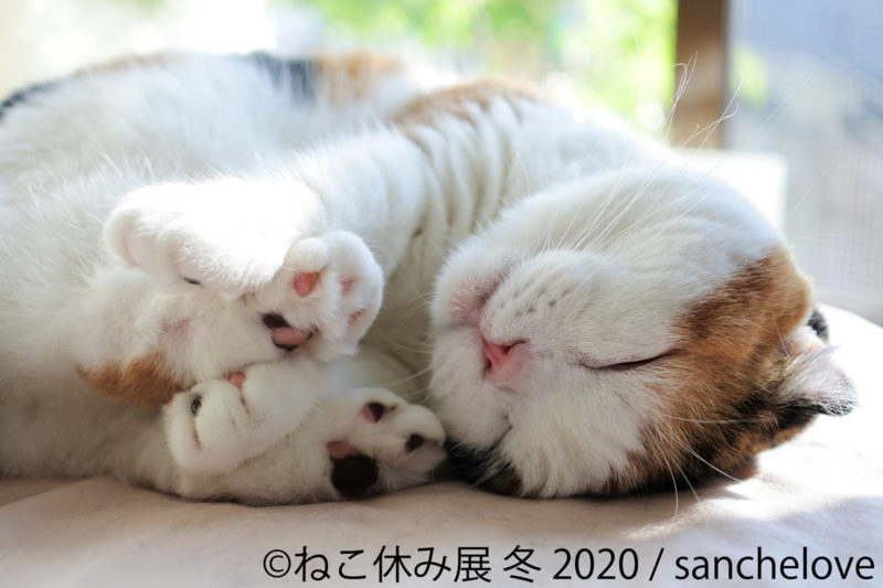 ねこ休み展