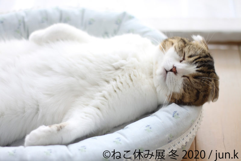ねこ休み展