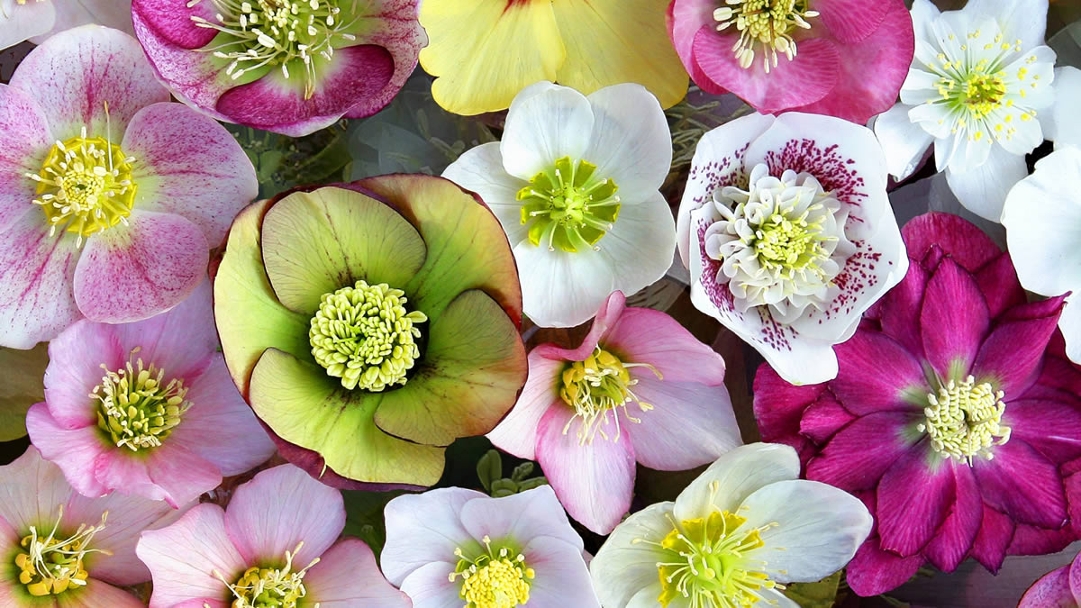 クリスマスローズの世界展 池袋サンシャインシティで2月21日 23日まで 国内最大級の展示会