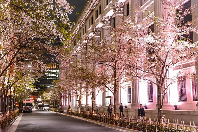 日本橋 桜フェスティバル ライトアップ