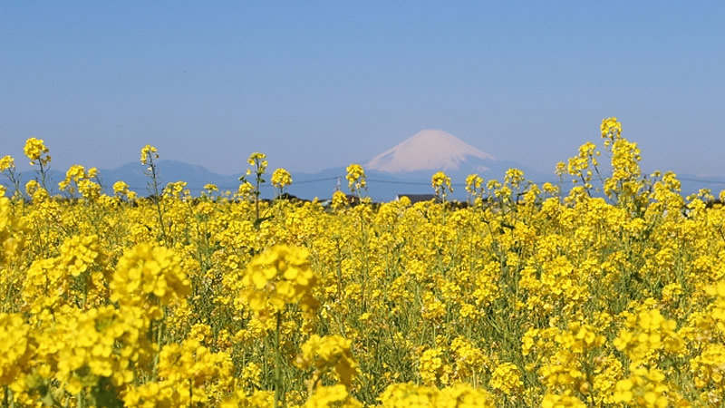 長井海の手公園ソレイユの丘 菜の花