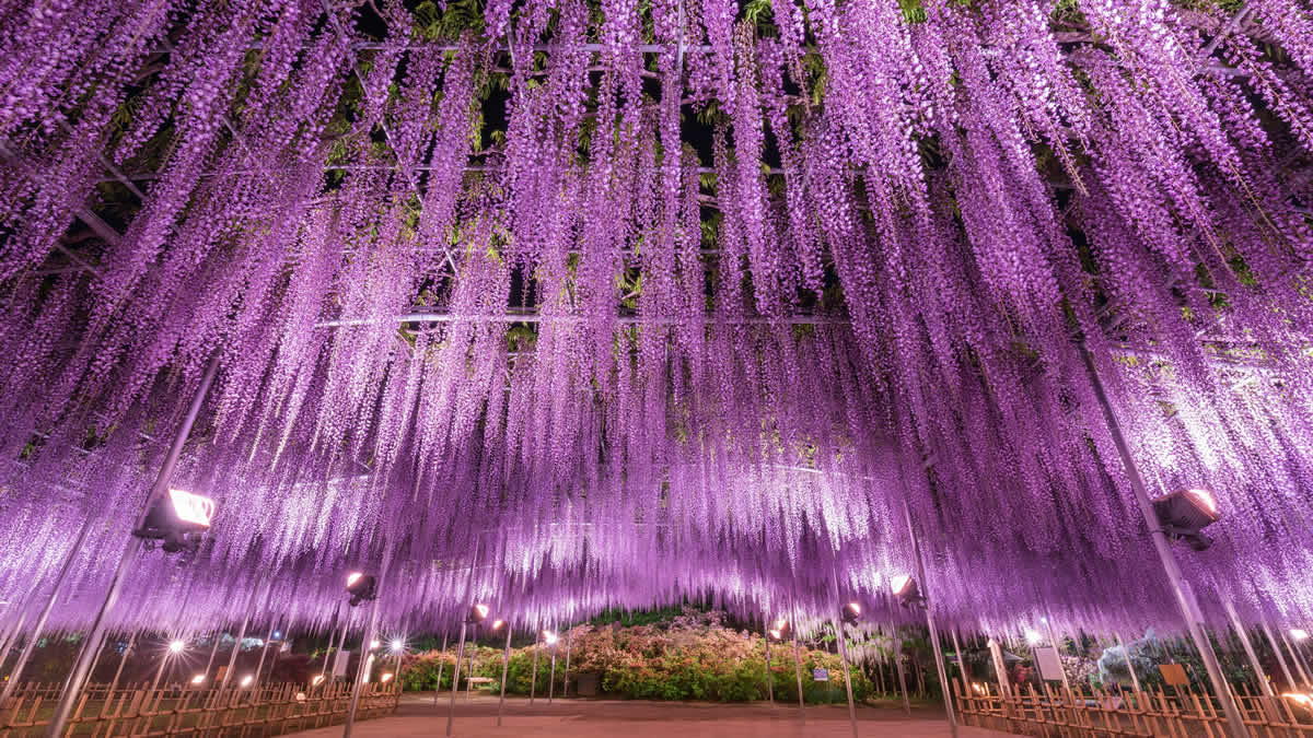 栃木・足利フラワーパークで見ごろにあわせた「大藤まつり2024」4月13日～5月15日まで。夜間ライトアップも