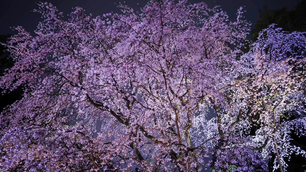 六義園 しだれ桜と大名庭園のライトアップ