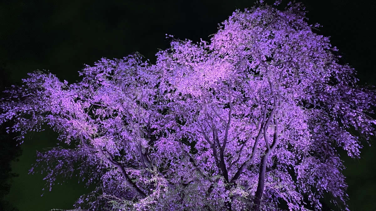 六義園 しだれ桜と大名庭園のライトアップ