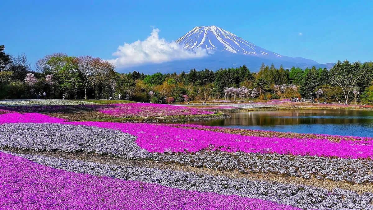 「富士芝桜まつり2020」4月11日～5月31日まで。首都圏最大80万株の芝桜が咲き誇る花の祭典
