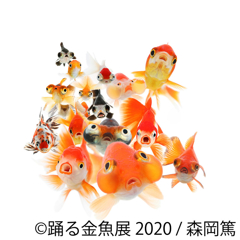 金魚の写真 イラスト 雑貨イベント 踊る金魚展 浅草橋で6月26日 7月19日まで