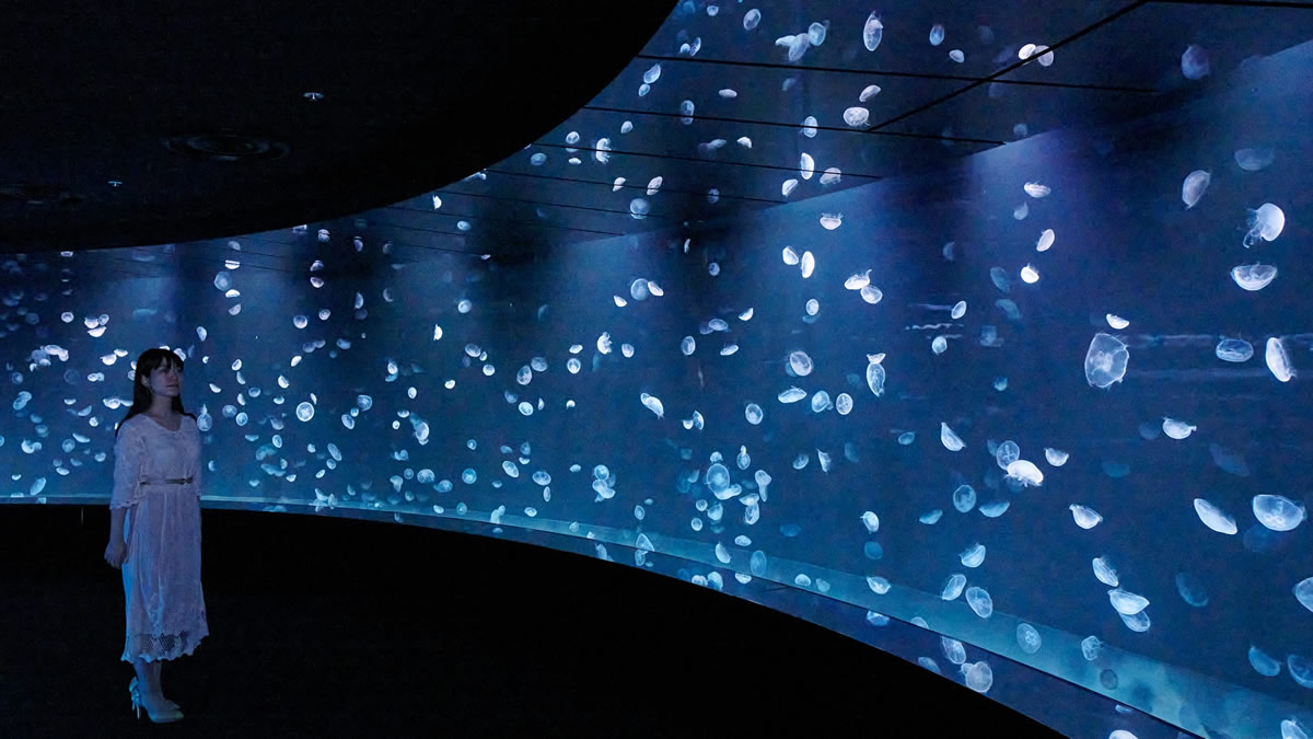 池袋サンシャイン水族館に 新エリア 海月空感 くらげくうかん 7月9日オープン