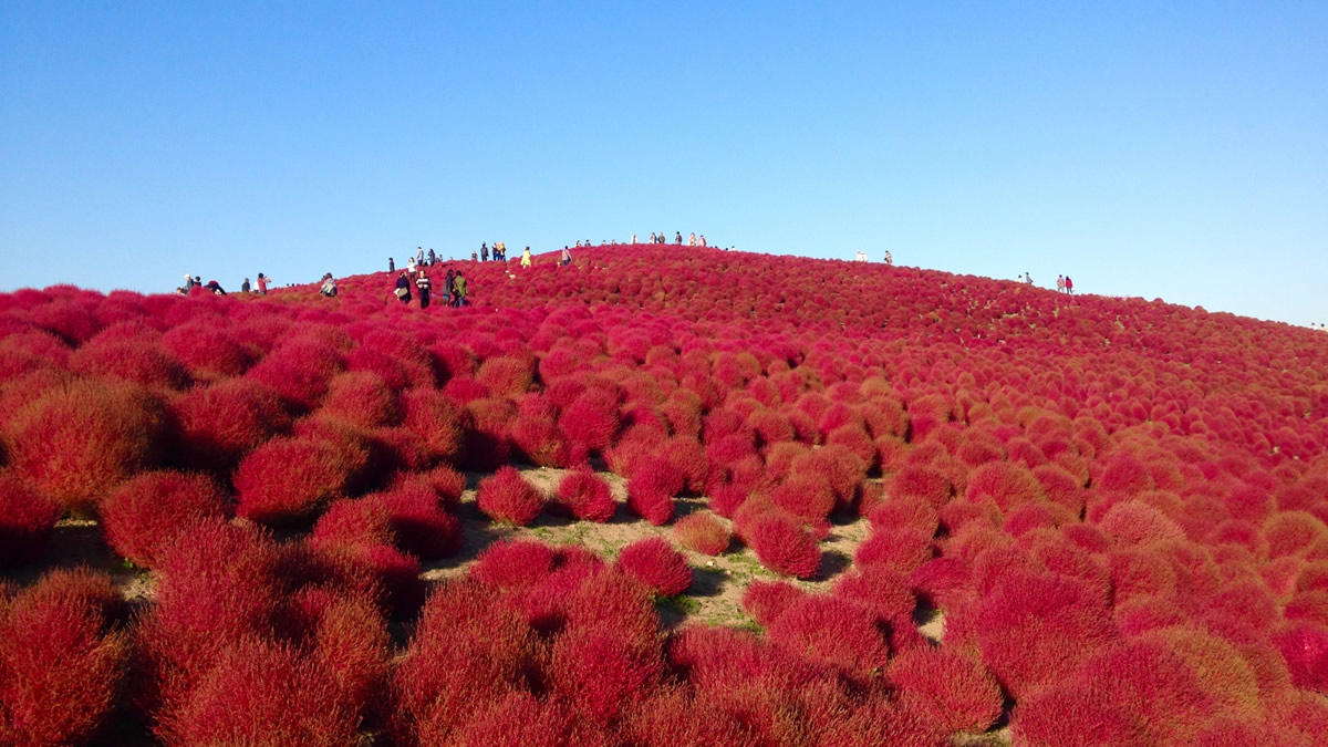 国営ひたち海浜公園で「コキアの紅葉祭り2023」10月1日~31日まで。深紅に染まる紅葉の見頃は10月中旬頃から 国営ひたち海浜公園で「コキアの紅葉祭り2023」10月1日~31日まで。深紅に染まる紅葉の見頃は10月中旬頃から