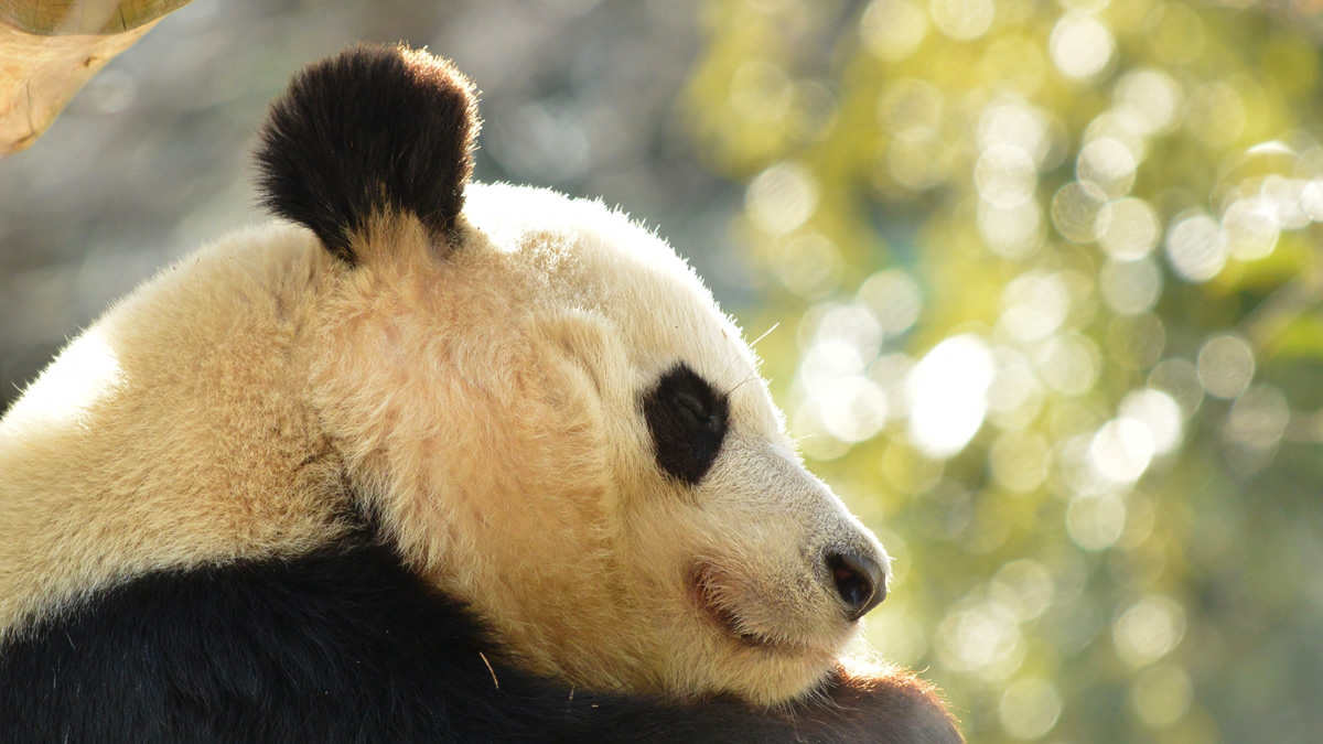 10月1日は都民の日 動物園 水族館 庭園 美術館など無料公開 上野動物園 葛西臨海水族園は整理券の事前取得要