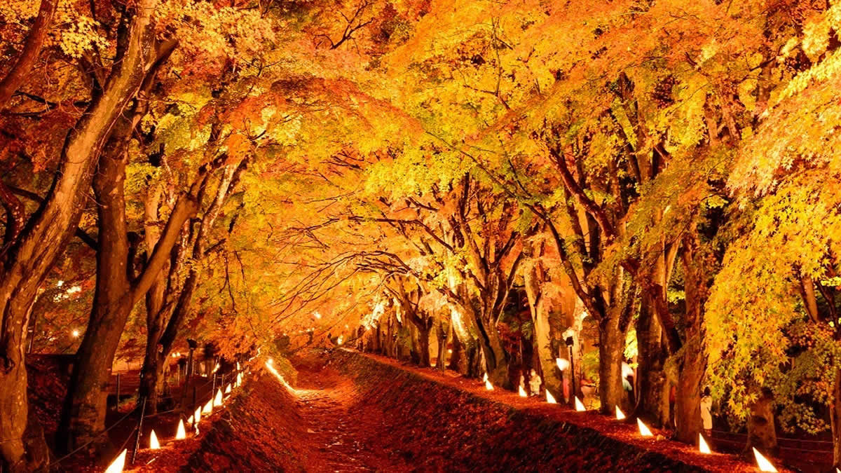 富士河口湖紅葉まつり2022」10月29日～11月23日まで。見ごろは11月中旬頃。もみじ回廊のライトアップも