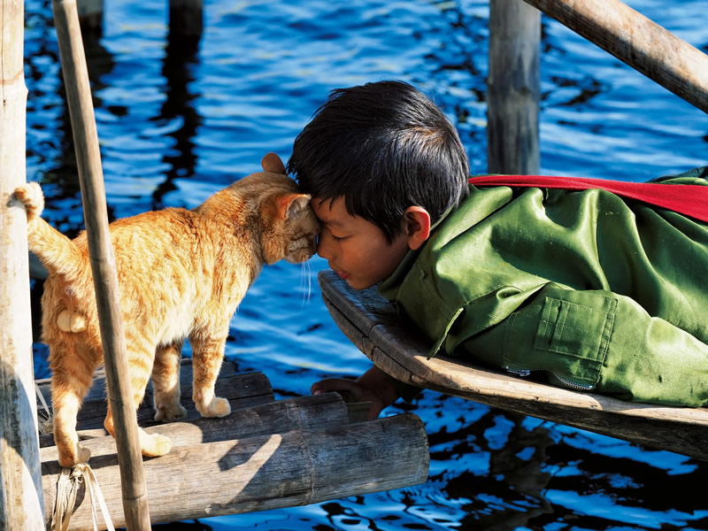 岩合光昭写真展 世界ネコ歩き あるがままに、水と大地のネコ家族