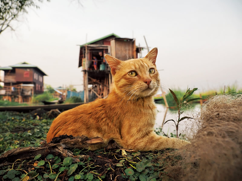 岩合光昭写真展 世界ネコ歩き あるがままに、水と大地のネコ家族