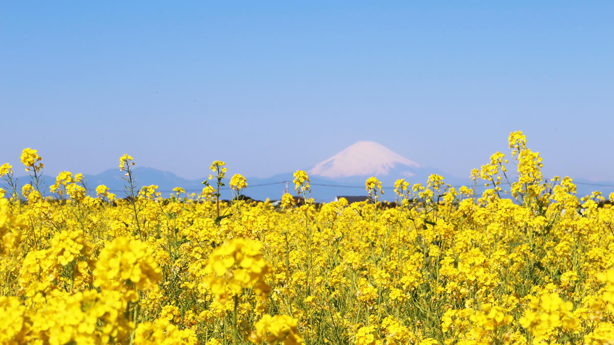 横須賀 長井海の手公園ソレイユの丘 菜の花まつり 12月17日 3月21日までまで 10万本の菜の花が見頃に 入場無料