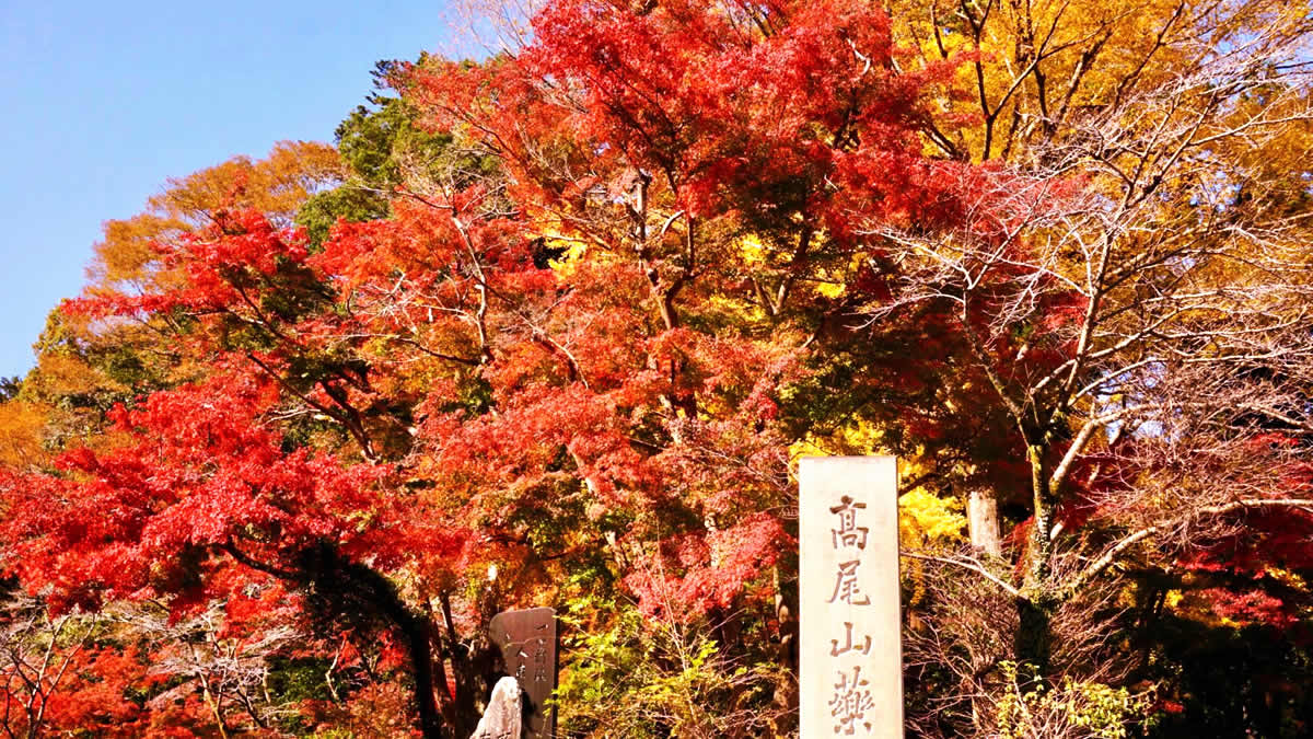 高尾山もみじまつり21 11月1日 12月5日まで 紅葉の見ごろは11月中旬 12月上旬頃