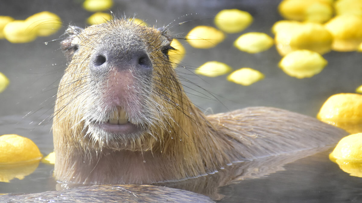 伊豆シャボテン公園 カピバラの露天風呂 11月日 4月3日まで 温泉入浴時間 割引クーポン券も