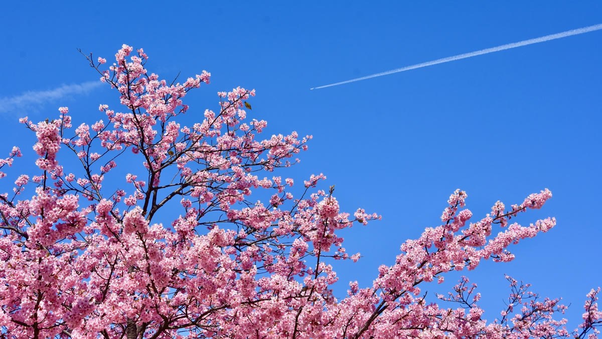 yokota-spring-festival22_01.jpg