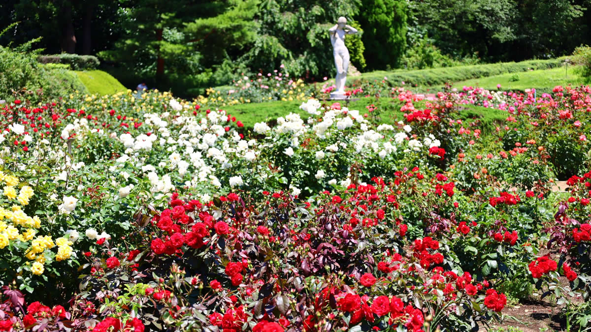 調布 神代植物公園で 秋のバラフェスタ22 10月4日 30日まで 土 日は早朝開園も