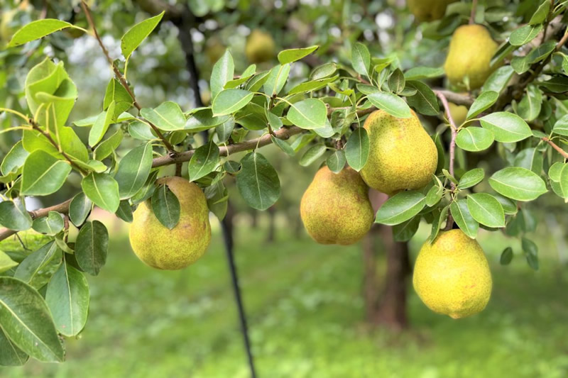 スイーツパラダイス シャインマスカット ラ フランス食べ放題フェア 11月1日から 100分 2 580円