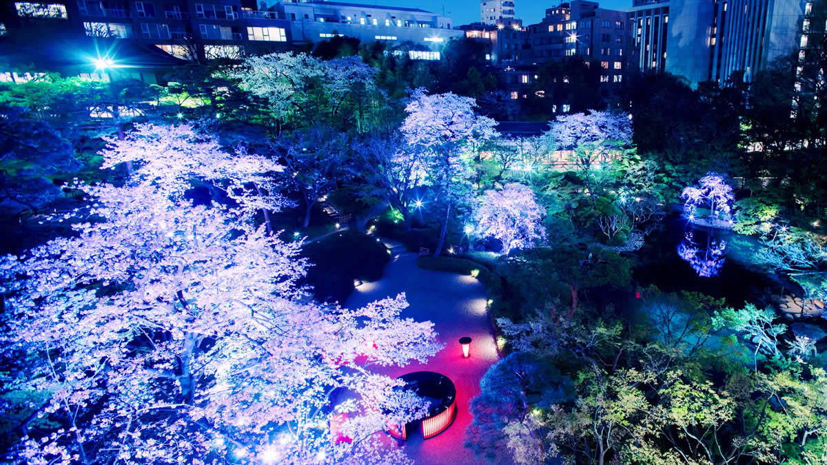 白金台の八芳園で春の桜ライトアップイベント