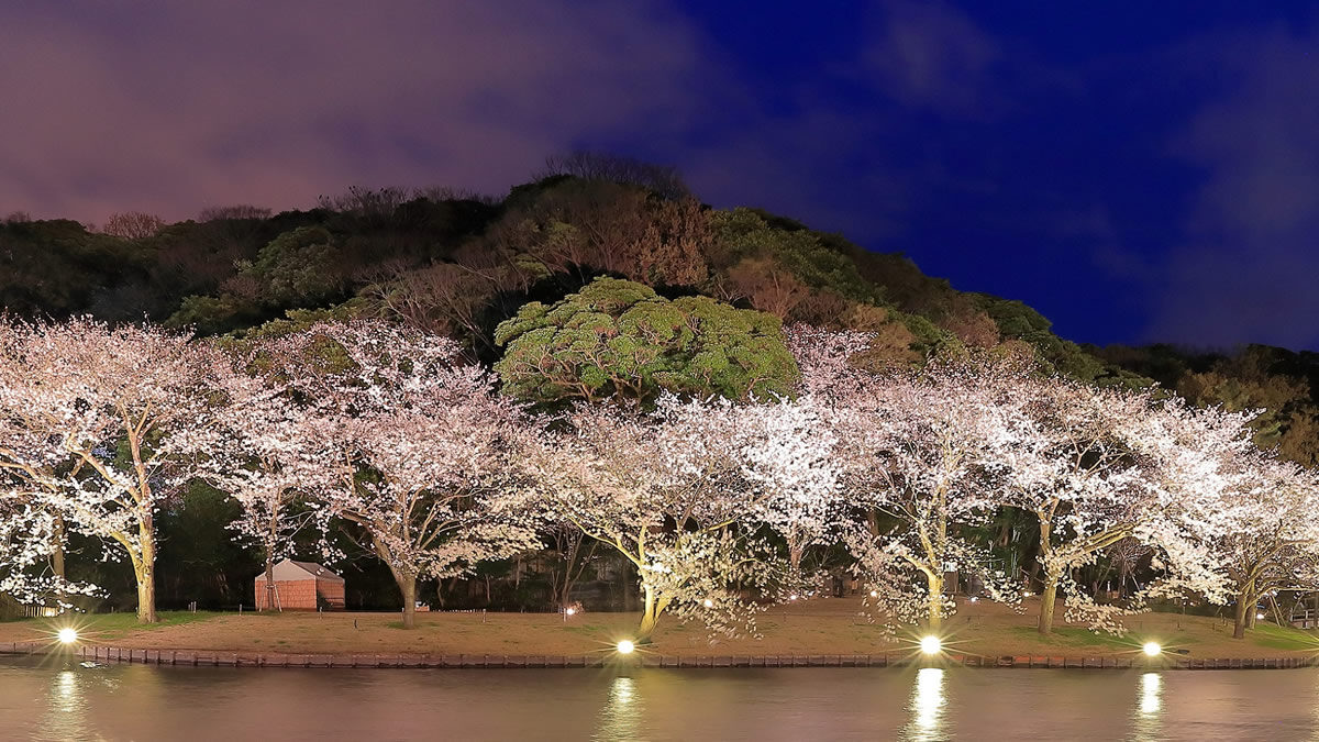 横浜三溪園 夜桜ライトアップ
