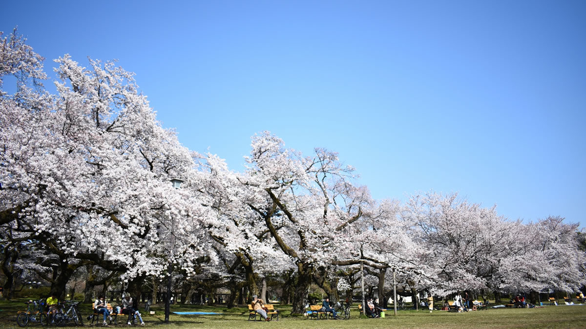 小金井公園 桜まつり