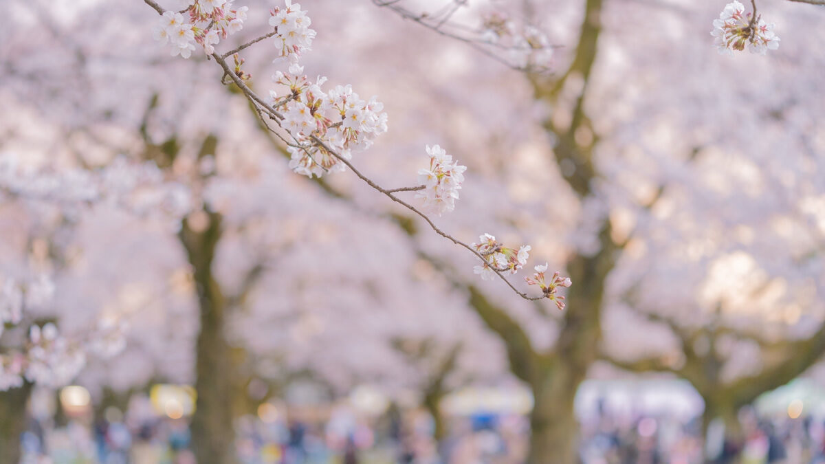 小金井公園 桜まつり
