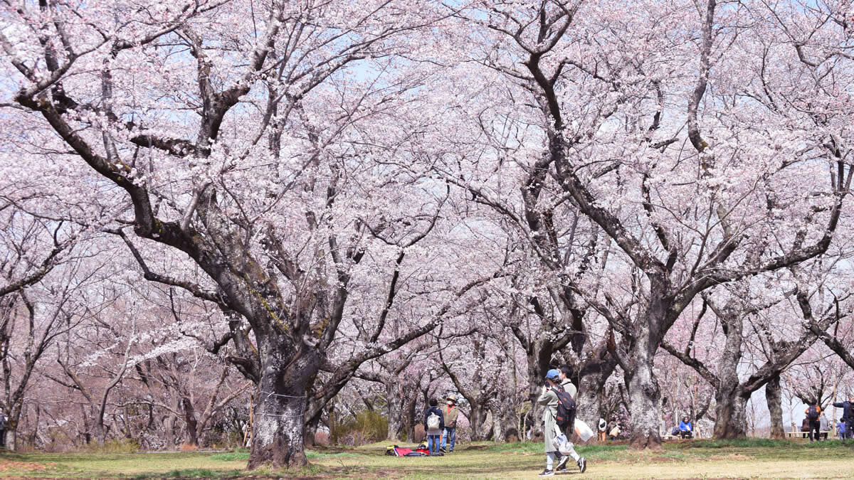 あけぼの山農業公園 チューリップと桜の見ごろ