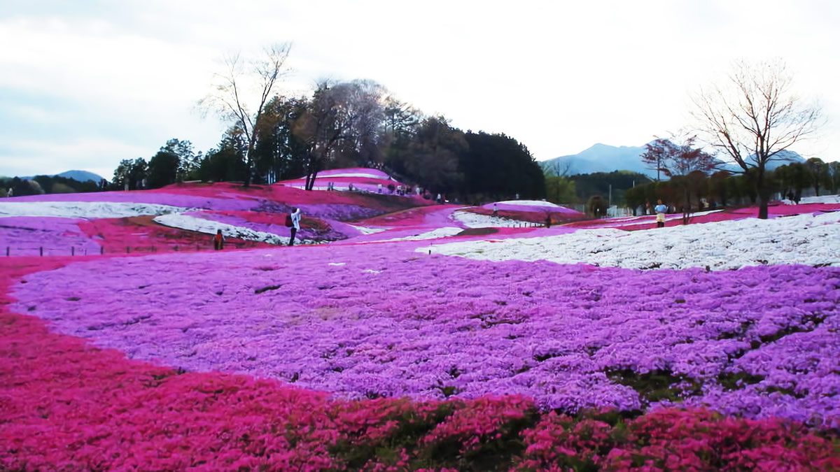 芝桜孝明 caption.jpg?w=1200&h=1200&s=1