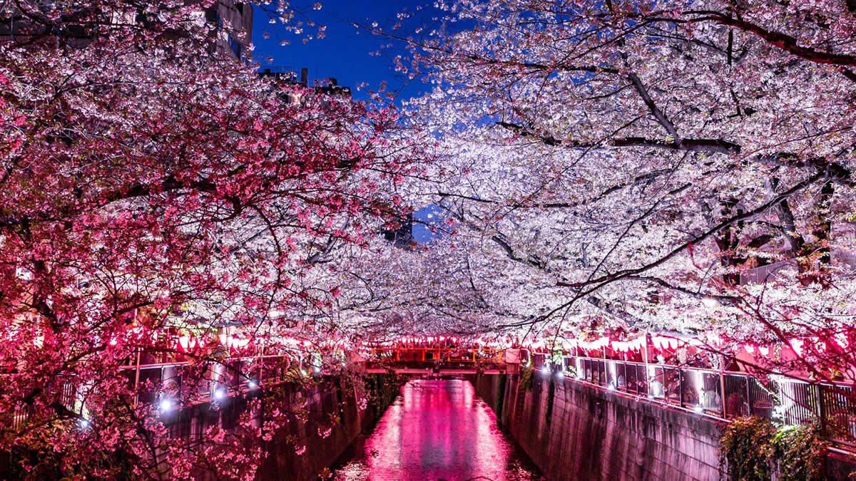 中目黒・目黒川の夜桜ライトアップ