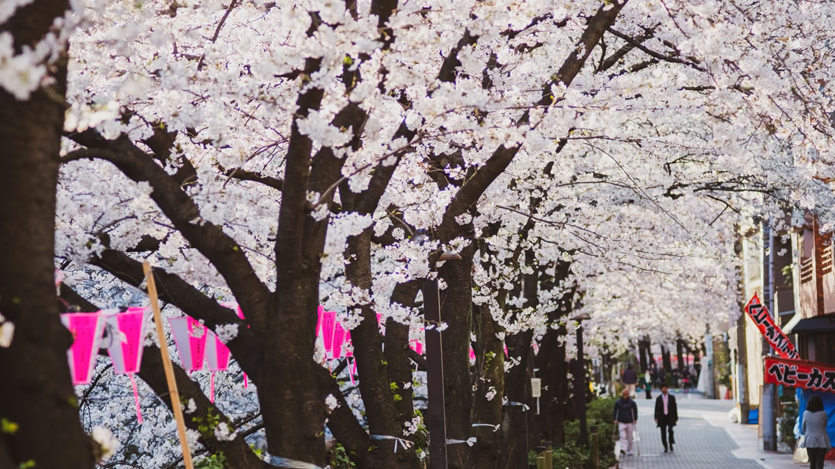 中目黒の夜桜が幻想的。目黒川ライトアップ2026、桜の開花から3月31日まで開催