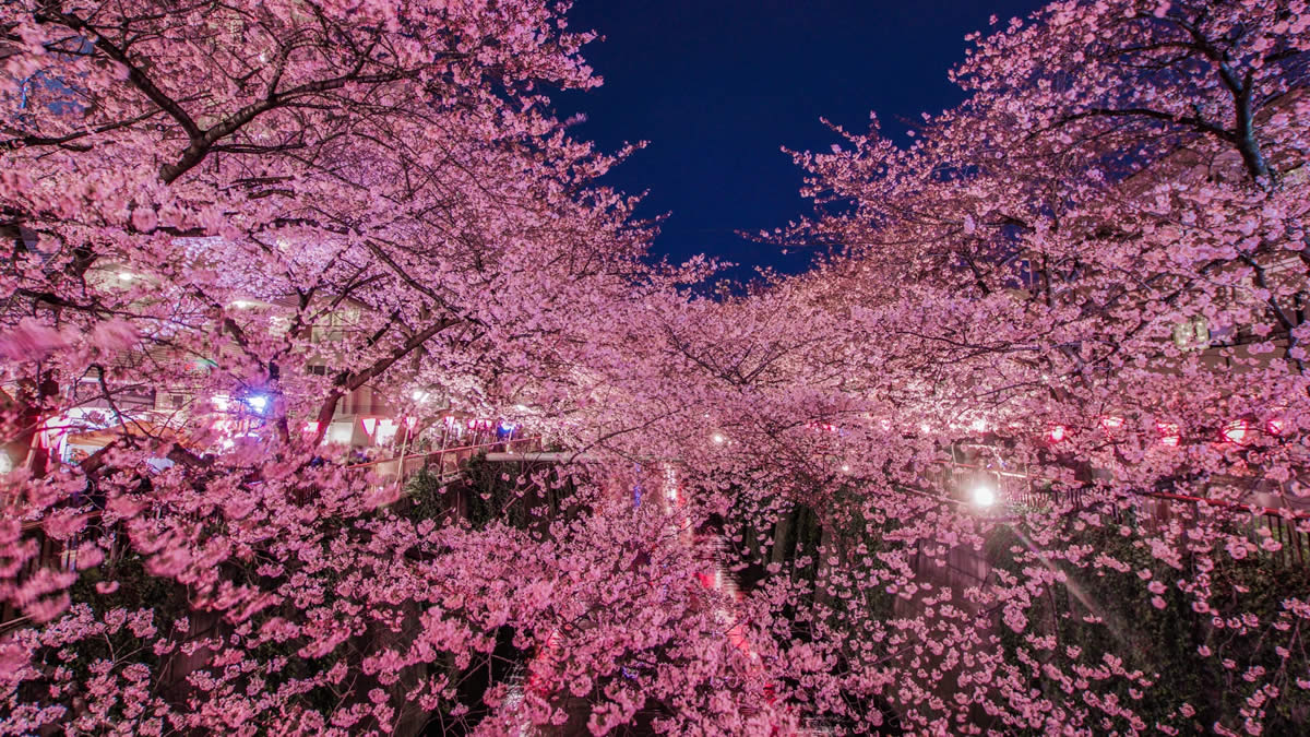 中目黒の夜桜が幻想的。目黒川ライトアップ2026、桜の開花から3月31日まで開催
