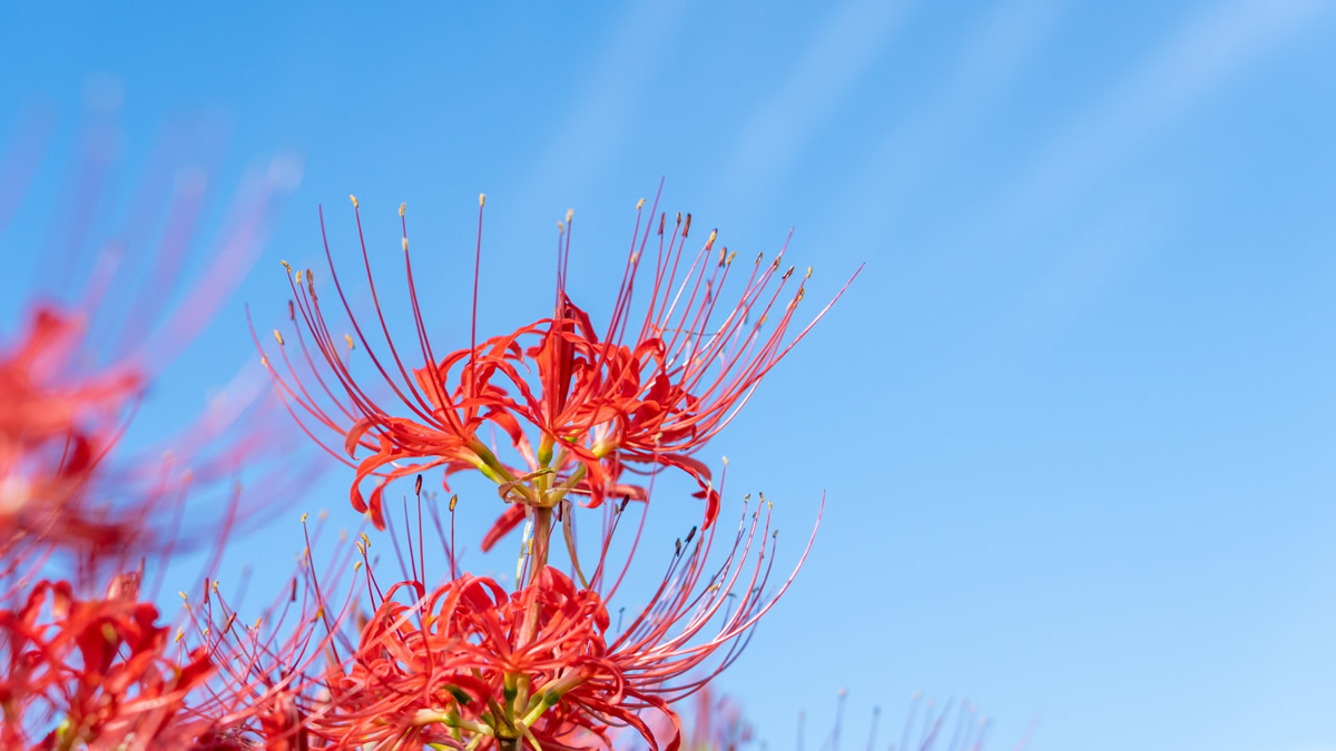 府中市郷土の森博物館で「曼珠沙華まつり2025」開催。40万株の彼岸花が