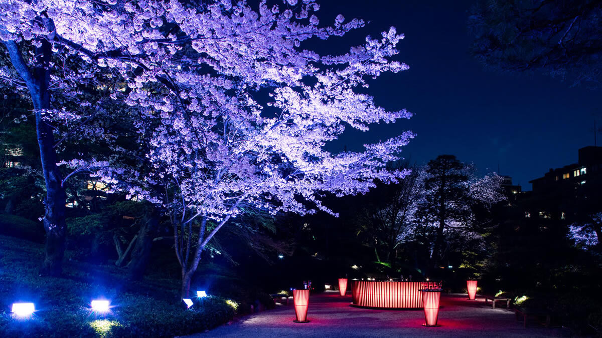 白金台 八芳園 春の夜桜ライトアップイベント
