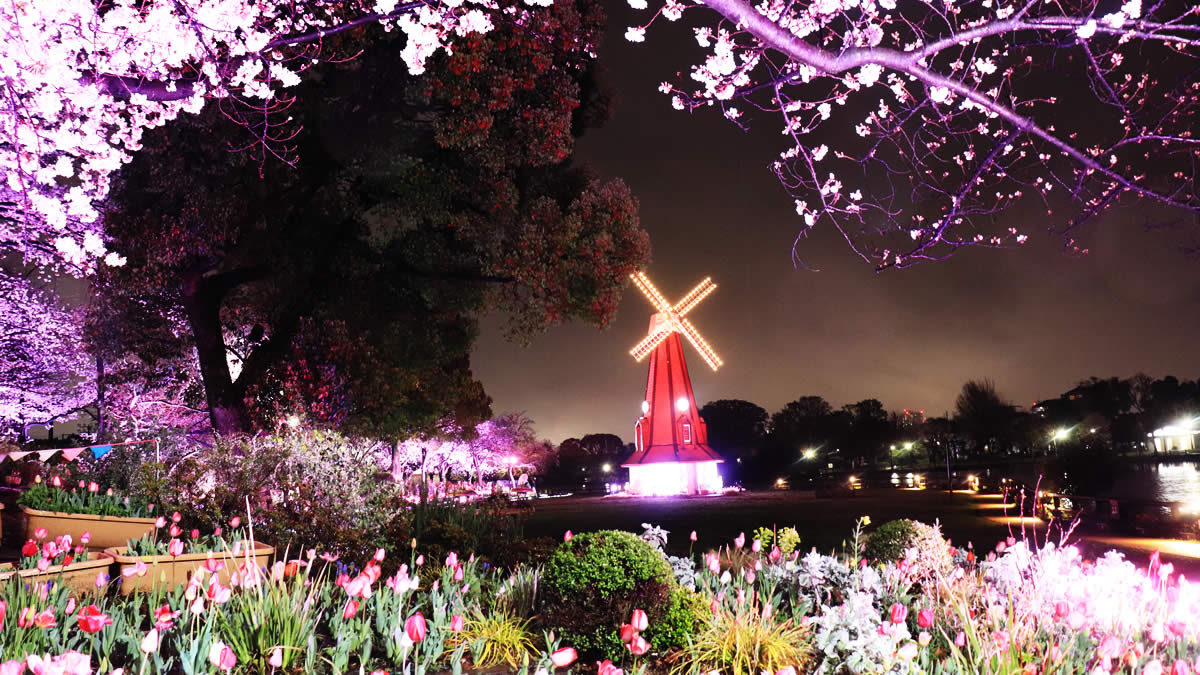 浮間公園で“チューリップ×桜”の夜間ライトアップイベント