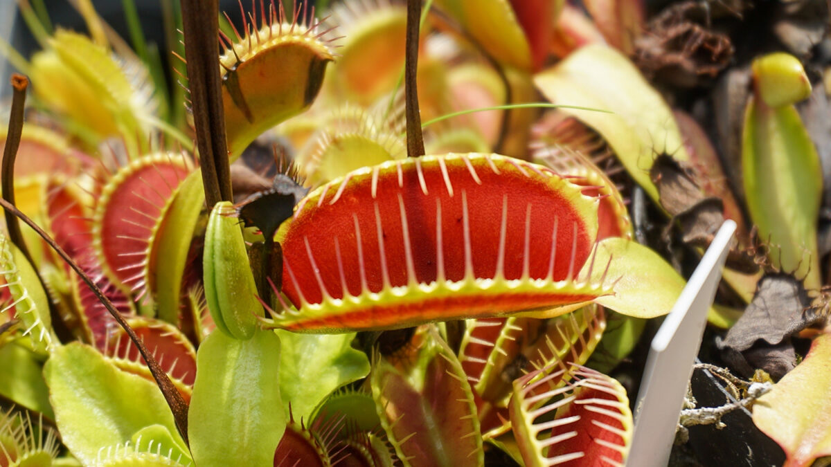 神代植物公園 食虫植物展