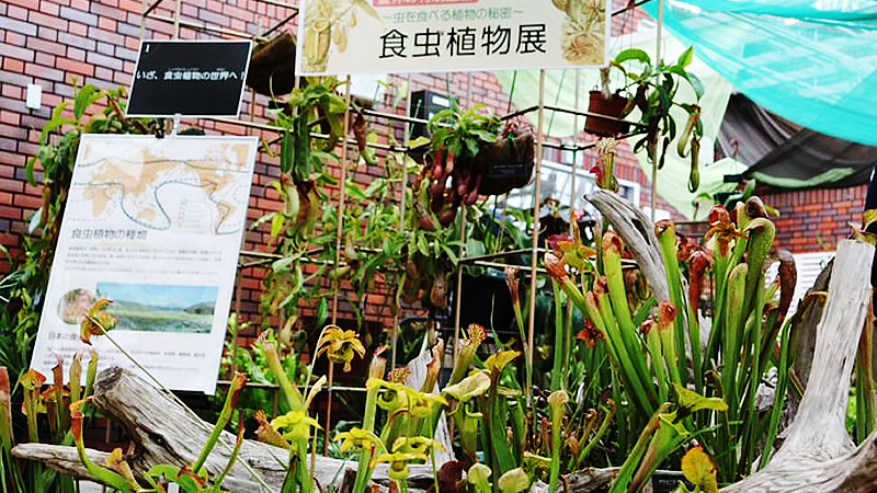 神代植物公園 食虫植物展