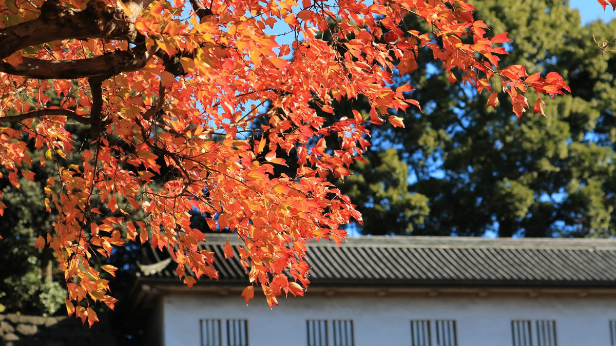 皇居乾通り 秋の紅葉一般公開