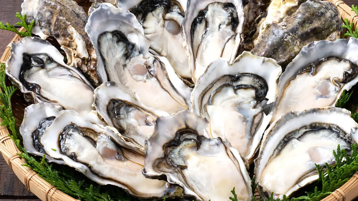 居酒屋 庄や「何個でも生牡蠣１個100円」