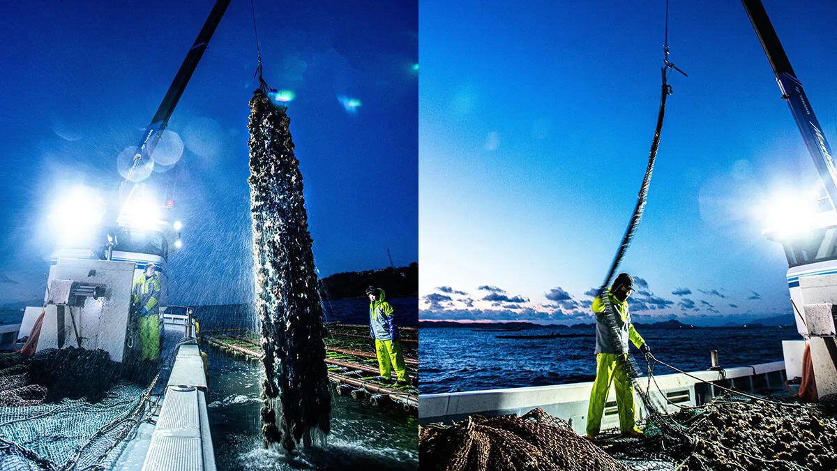 居酒屋 庄や「何個でも生牡蠣１個100円」