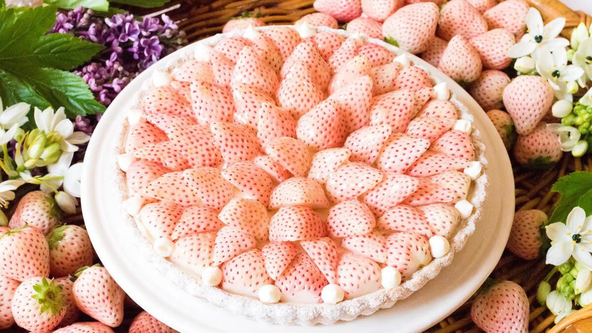 特選 白イチゴ“初恋の香り”のタルト