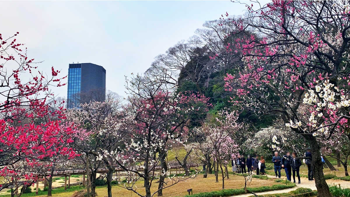 小石川後楽園「梅まつり ~梅香る庭園へ~」