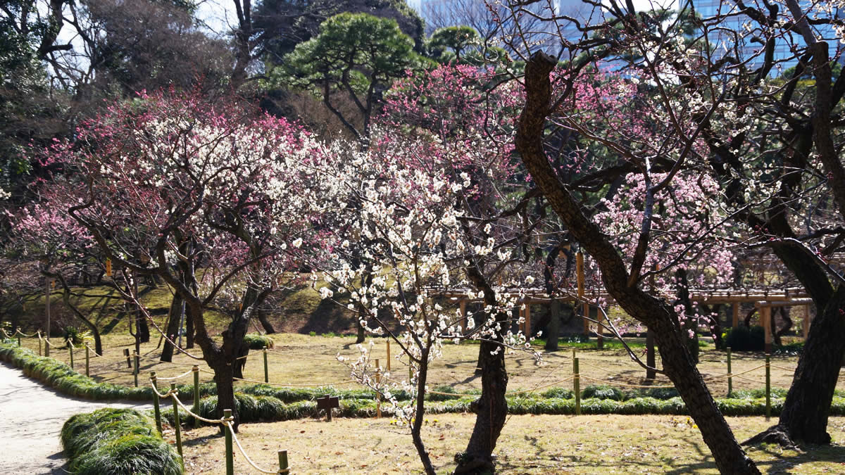 小石川後楽園「梅まつり ~梅香る庭園へ~」