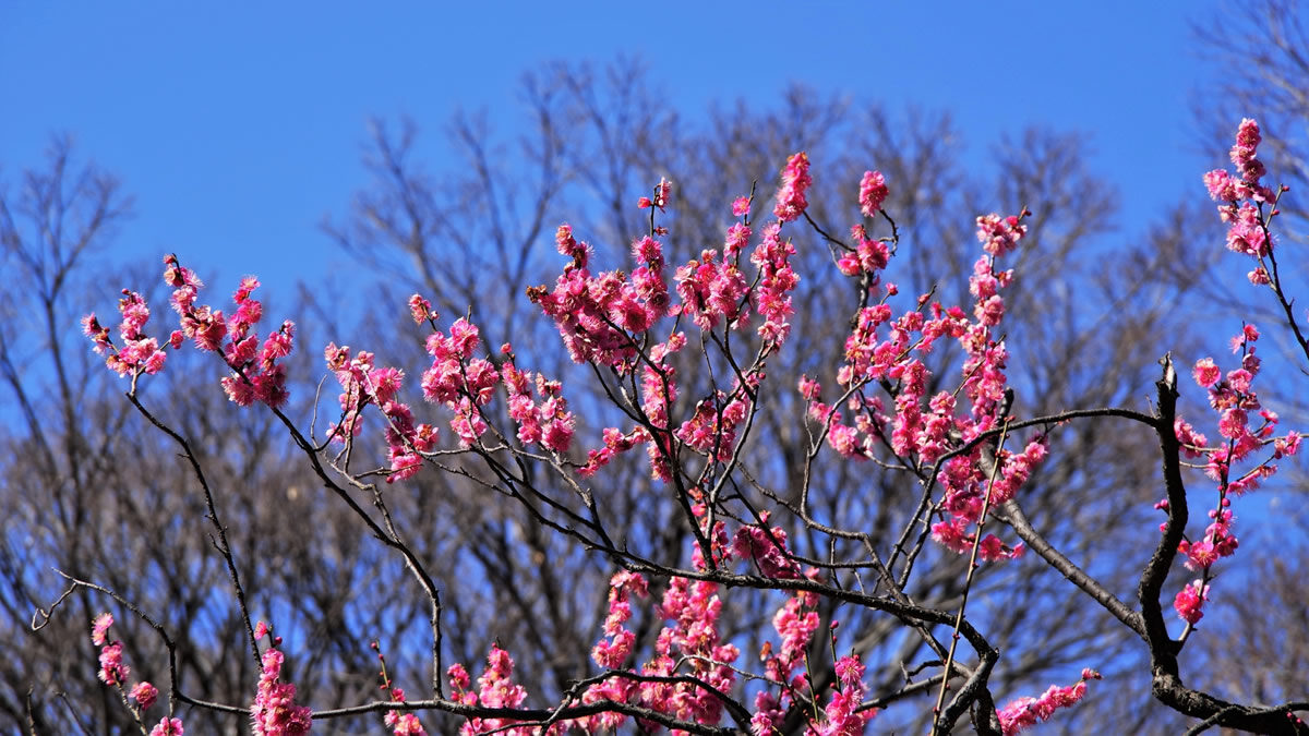 小石川後楽園「梅まつり ~梅香る庭園へ~」