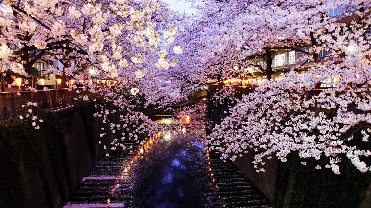 中目黒の夜桜が幻想的。目黒川ライトアップ2026、桜の開花から3月31日まで開催