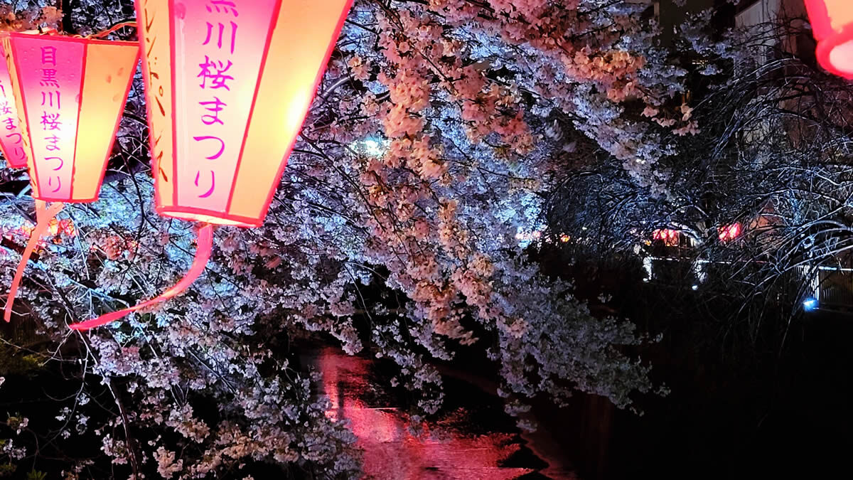 中目黒・目黒川沿いの桜