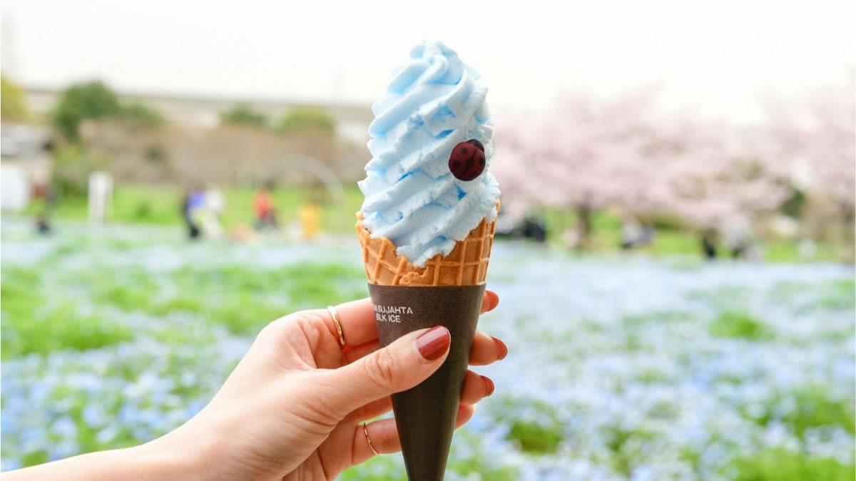 ネモフィラソフト